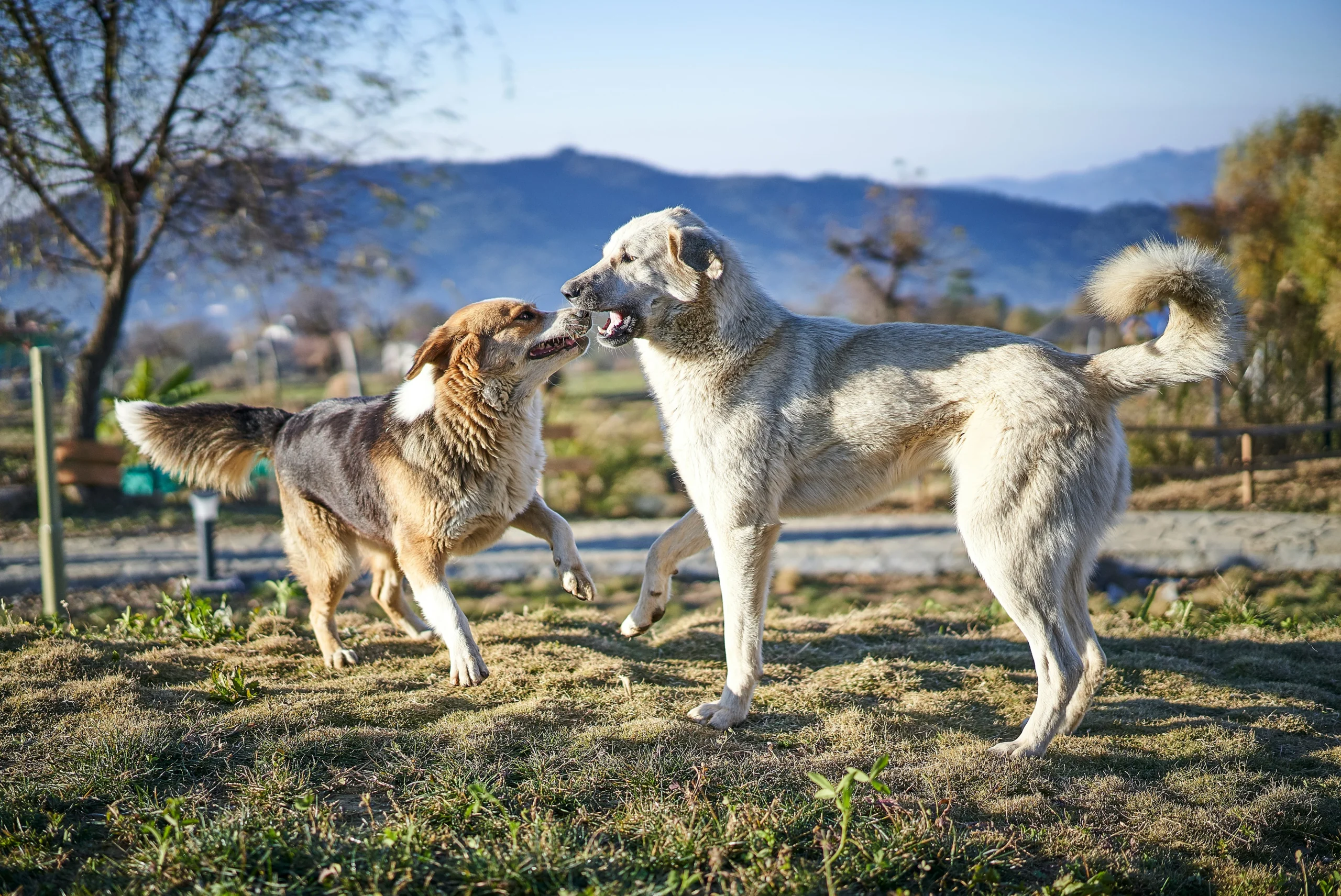 "One dog gently licking another dog’s ear as part of social grooming behavior"