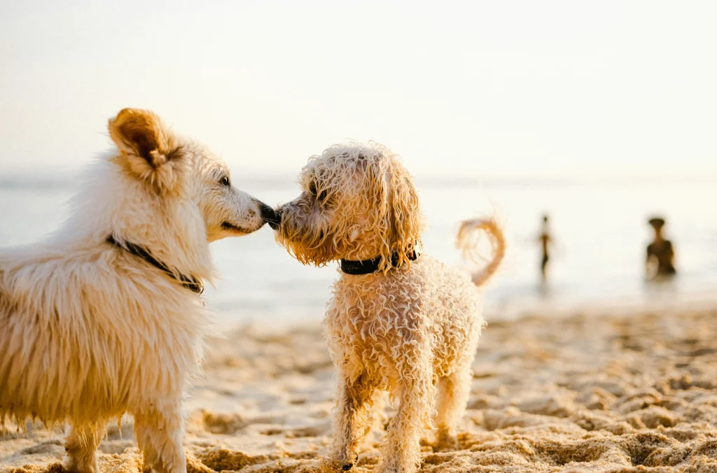 "Dandruff in dogs shown on a golden retriever’s coat during a grooming session, highlighting flaky skin and treatment care."