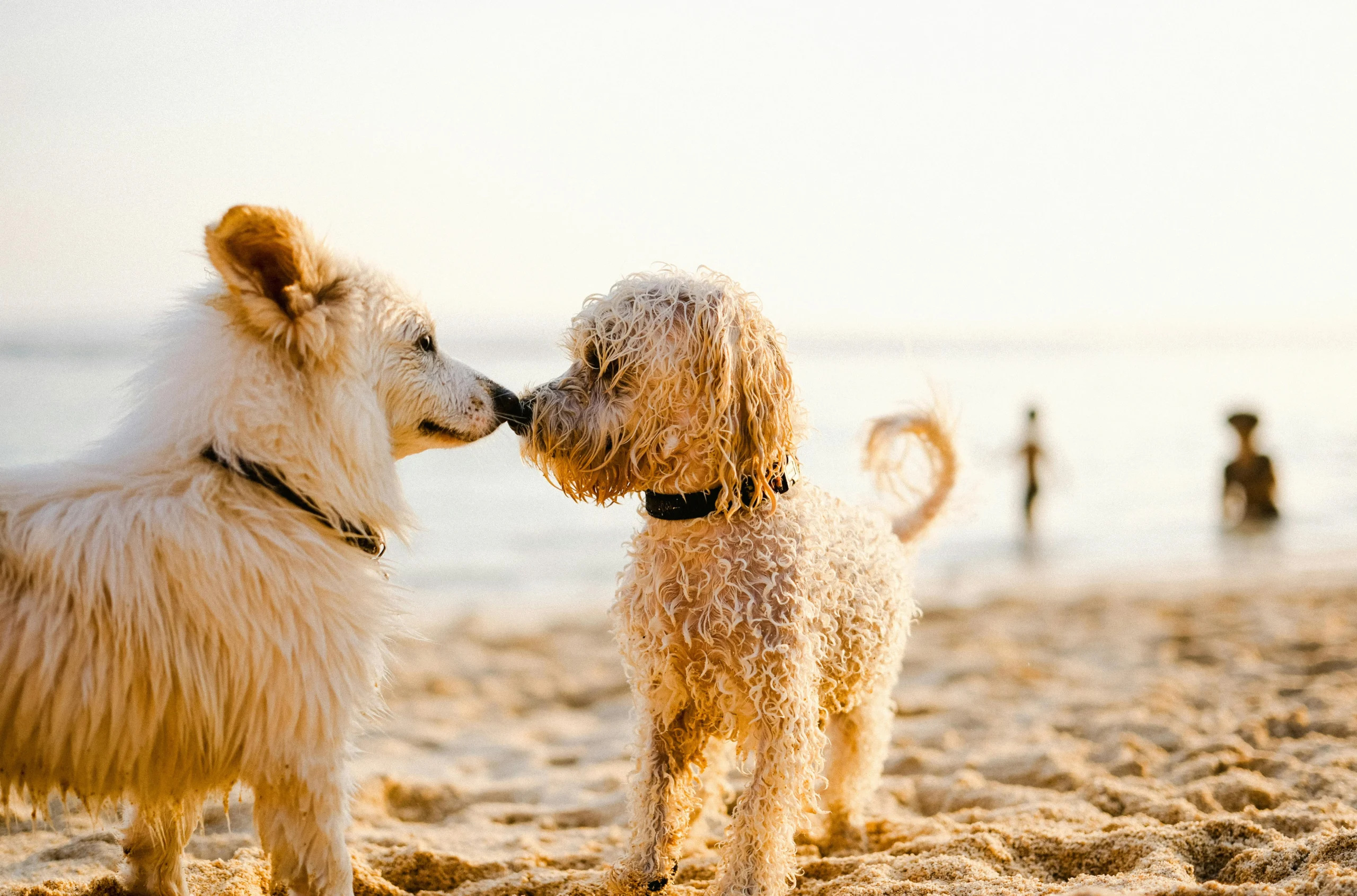"Dandruff in dogs shown on a golden retriever’s coat during a grooming session, highlighting flaky skin and treatment care."
