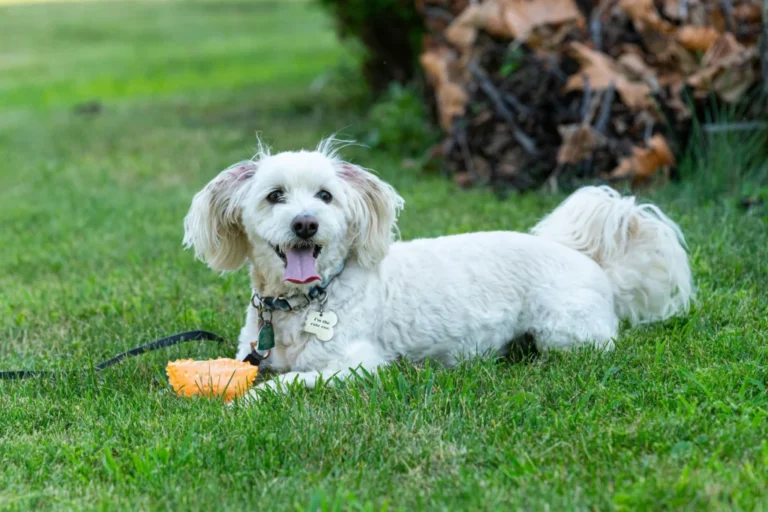 Happy dog with healthy posture next to a dog anal gland supplement bottle