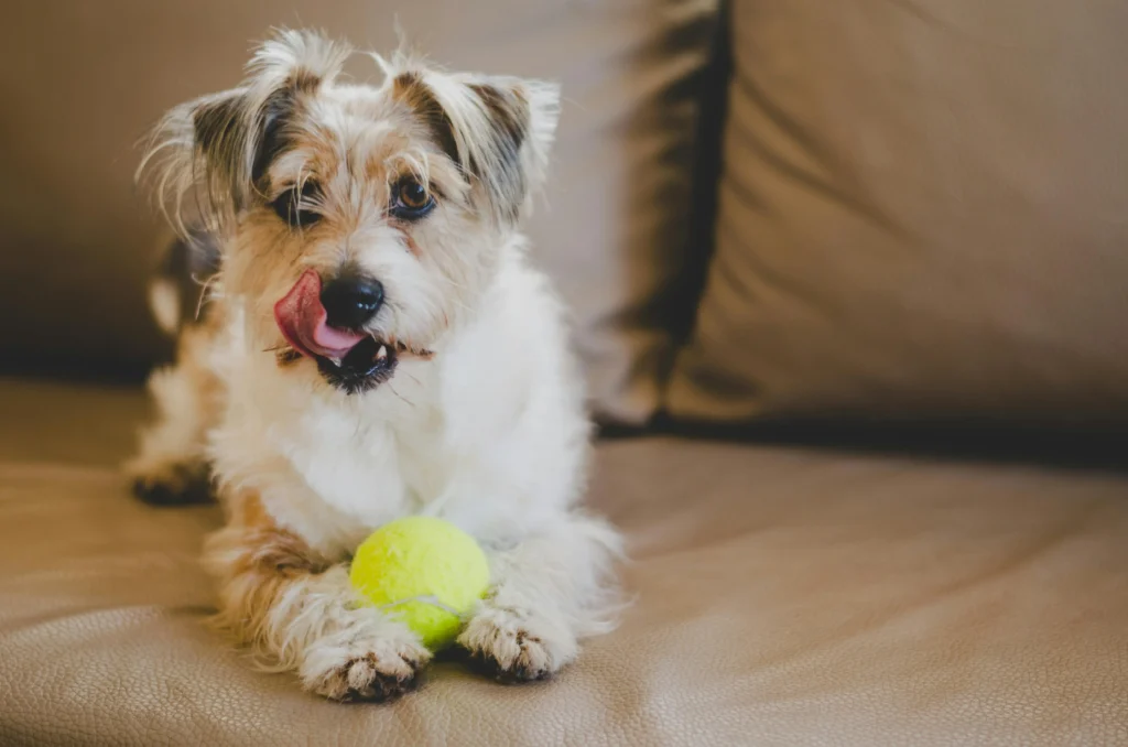 Happy dog playing fetch with a bright yellow tennis ball in a grassy park