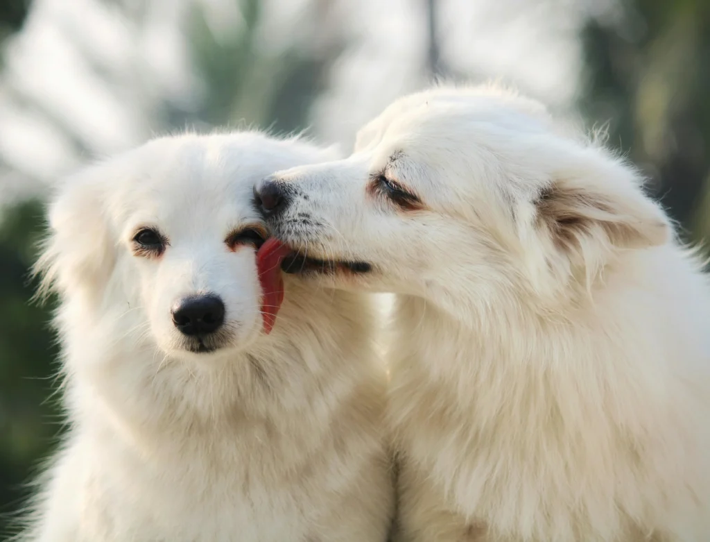 "Understanding why dogs lick each other's ears" "One dog gently licking another dog’s ear as part of social grooming behavior"