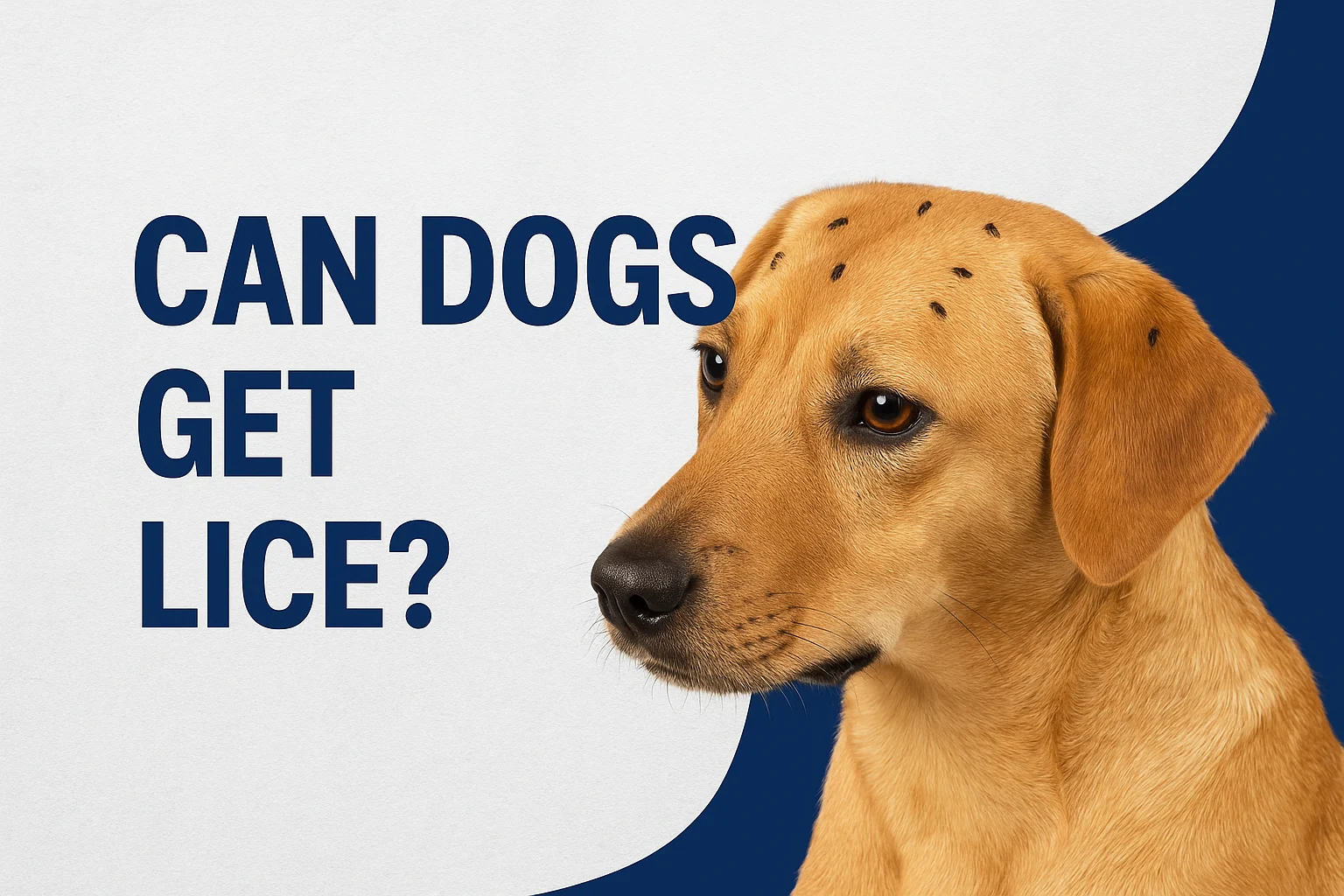 Close-up of a dog with visible lice on fur – Can Dogs Get Lice feature image for PetDogHabits