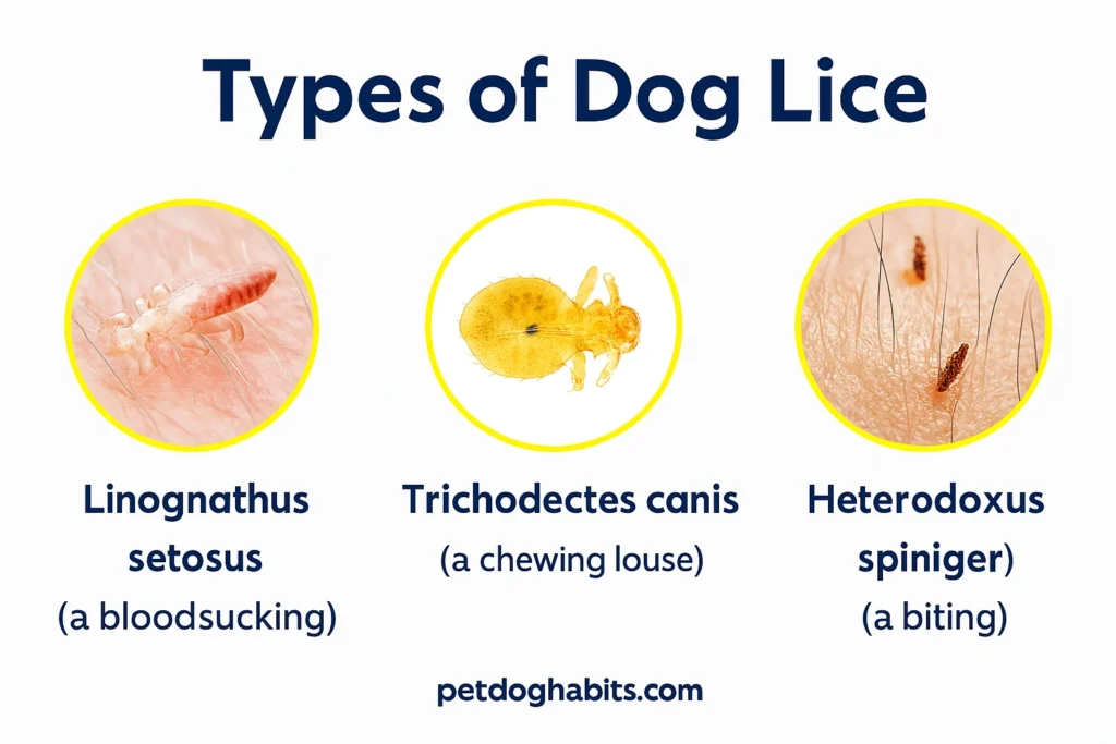 Horizontal infographic titled “Types of Dog Lice,” showing three clear, labeled photos of different dog lice species: Linognathus setosus (a bloodsucking louse), Trichodectes canis (a chewing louse), and Heterodoxus spiniger (a biting louse). Includes the website name petdoghabits.com at the bottom.