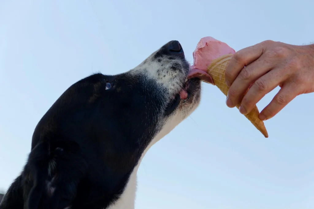 Golden retriever happily licking a vanilla ice cream cone on a sunny day – can dogs eat ice cream safely?