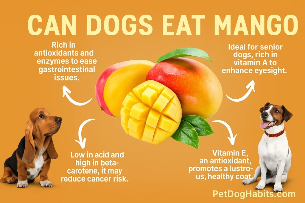 Can dogs eat mango infographic showing ripe sliced mango, two dogs, and health benefits such as antioxidants, vitamin A for eyesight, and vitamin E for a shiny coat, with PetDogHabits.com branding.