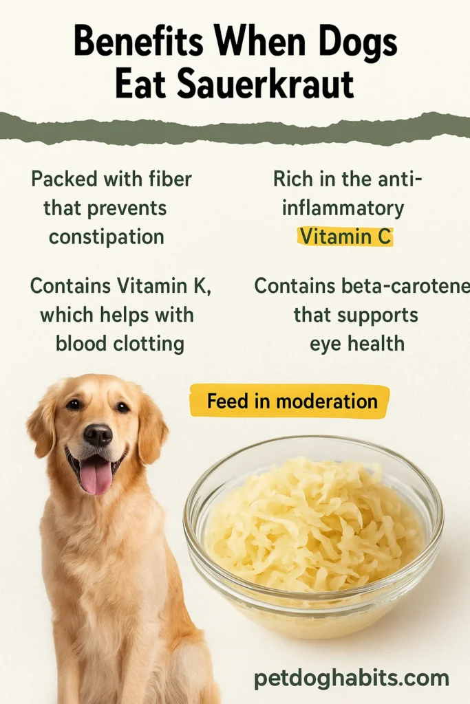 “Infographic titled ‘Benefits When Dogs Eat Sauerkraut’ featuring a smiling golden retriever beside a clear bowl of fresh sauerkraut. Text highlights key points: fiber prevents constipation, vitamin C supports immunity, vitamin K aids blood clotting, beta-carotene promotes eye health, and a reminder to feed in moderation. Footer shows petdoghabits.com for branding.”