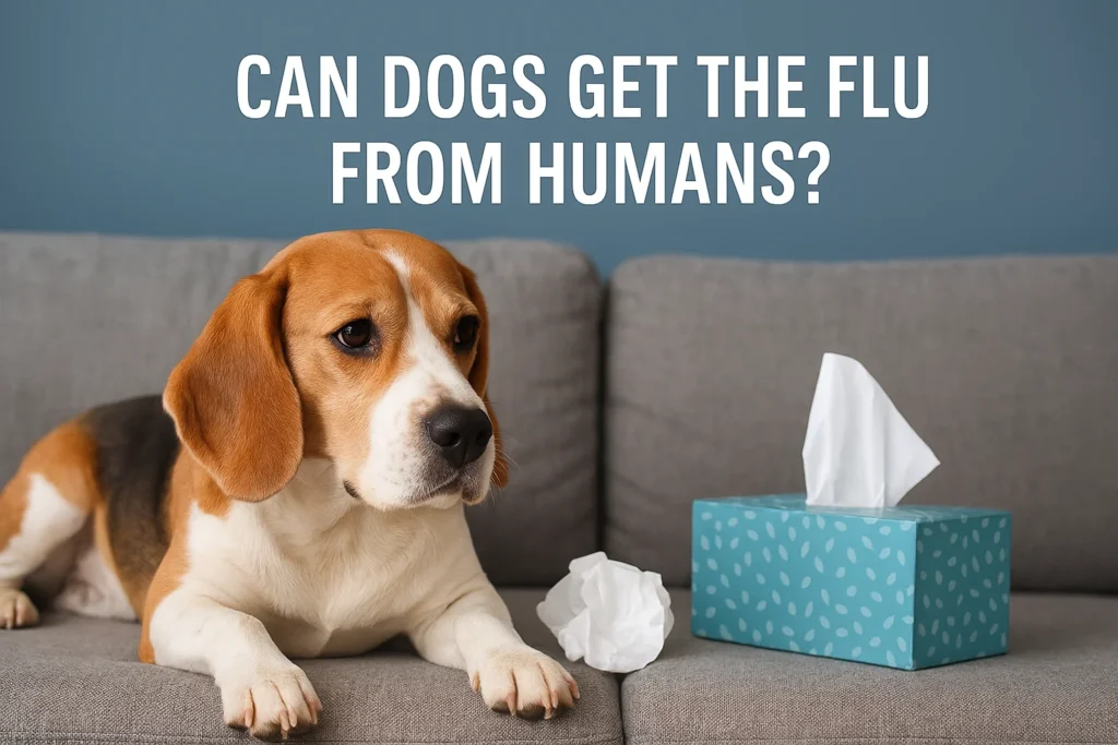 A calm dog resting indoors – understanding dog flu symptoms and how to treat and prevent canine influenza.