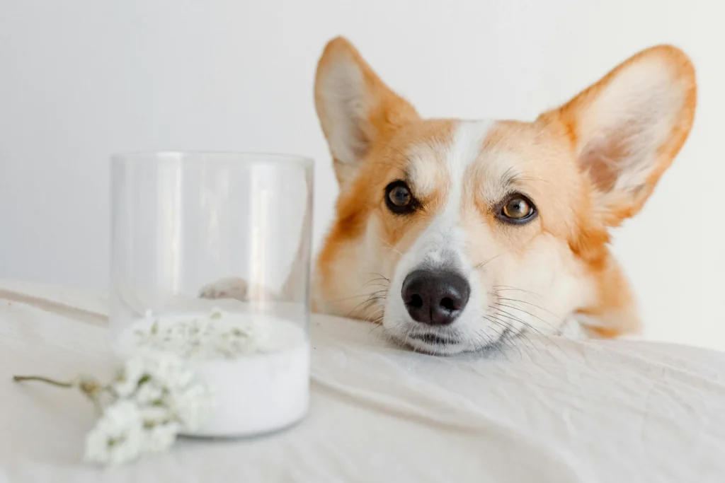 A happy dog looking at a glass of milk on a wooden table, representing the question Can Dogs Have Milk?