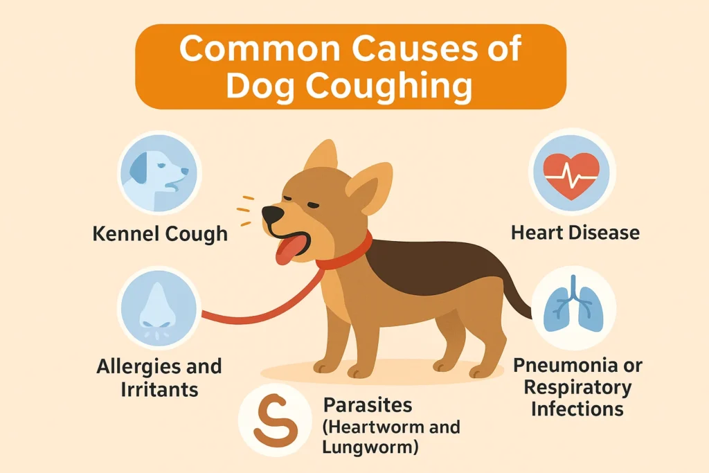 Infographic showing common causes of dog coughing with a cartoon dog illustration, highlighting kennel cough, heart disease, allergies and irritants, pneumonia or respiratory infections, and parasites such as heartworm and lungworm.