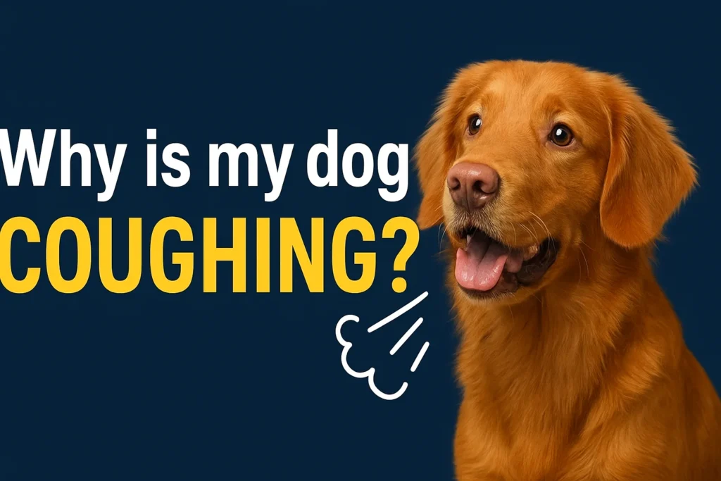 Why is my dog coughing? Golden retriever showing signs of cough with health-related text design.