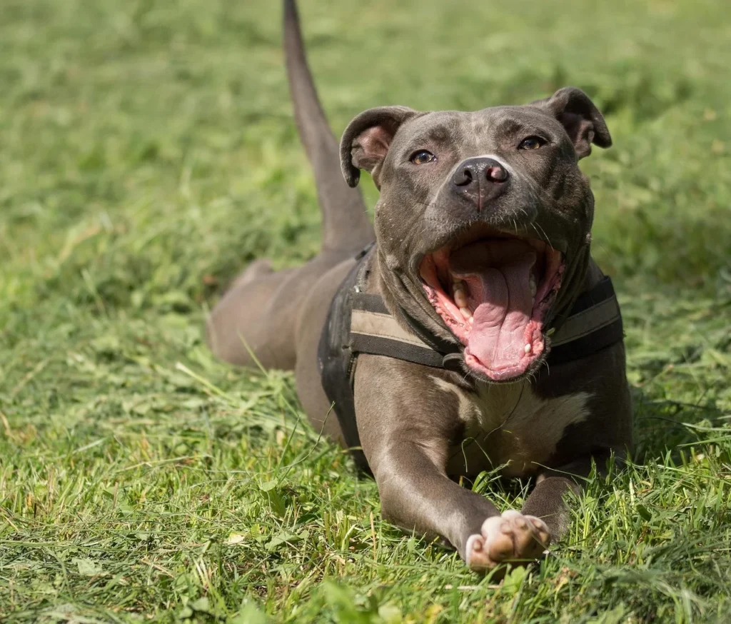 American Pit Bull Terrier – one of the most dangerous dog breeds, known for its muscular build, strong bite force, and fearless temperament.