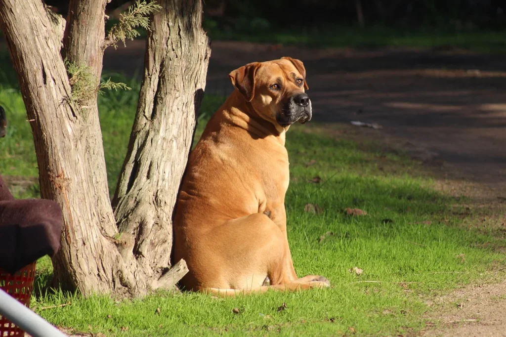 Bullmastiff – included in the most dangerous dog breeds, known for its massive size, strong protective instincts, and ability to overpower intruders with force.