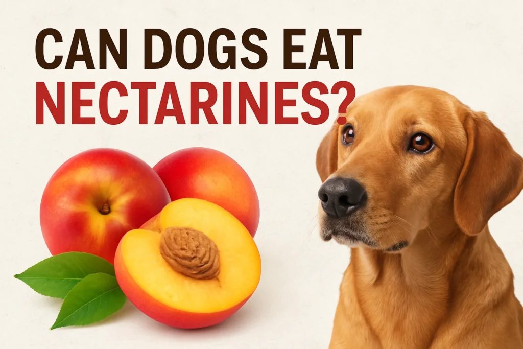 Can dogs eat nectarines?