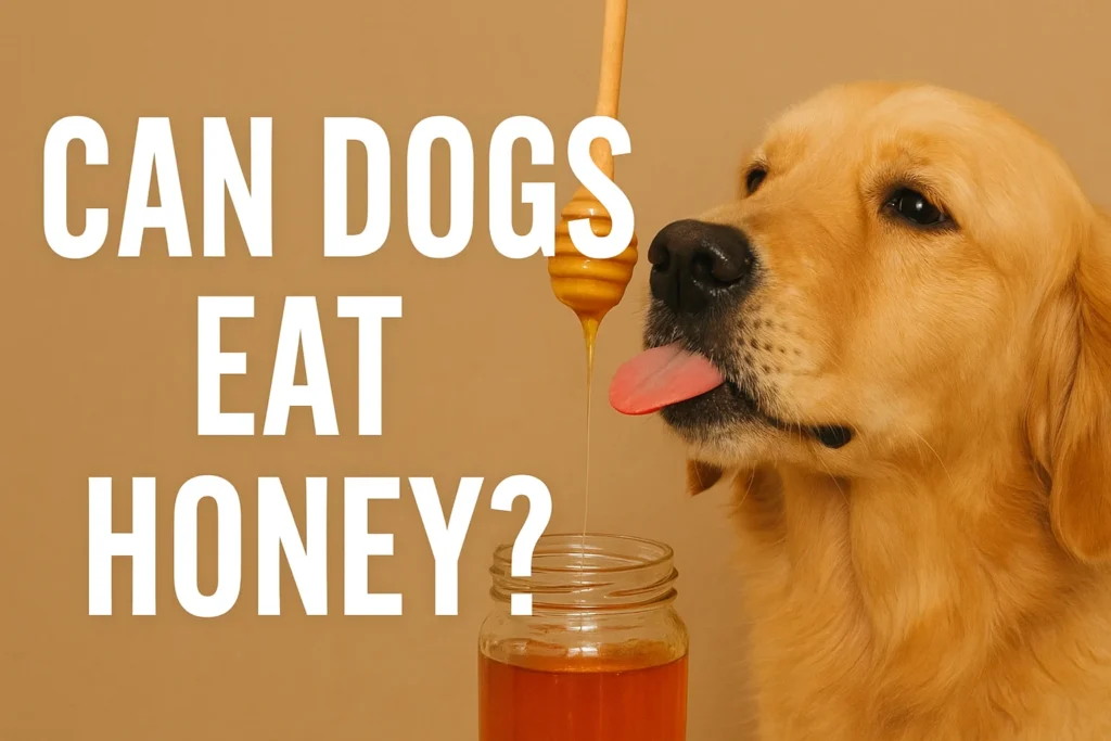 can dogs eat honey