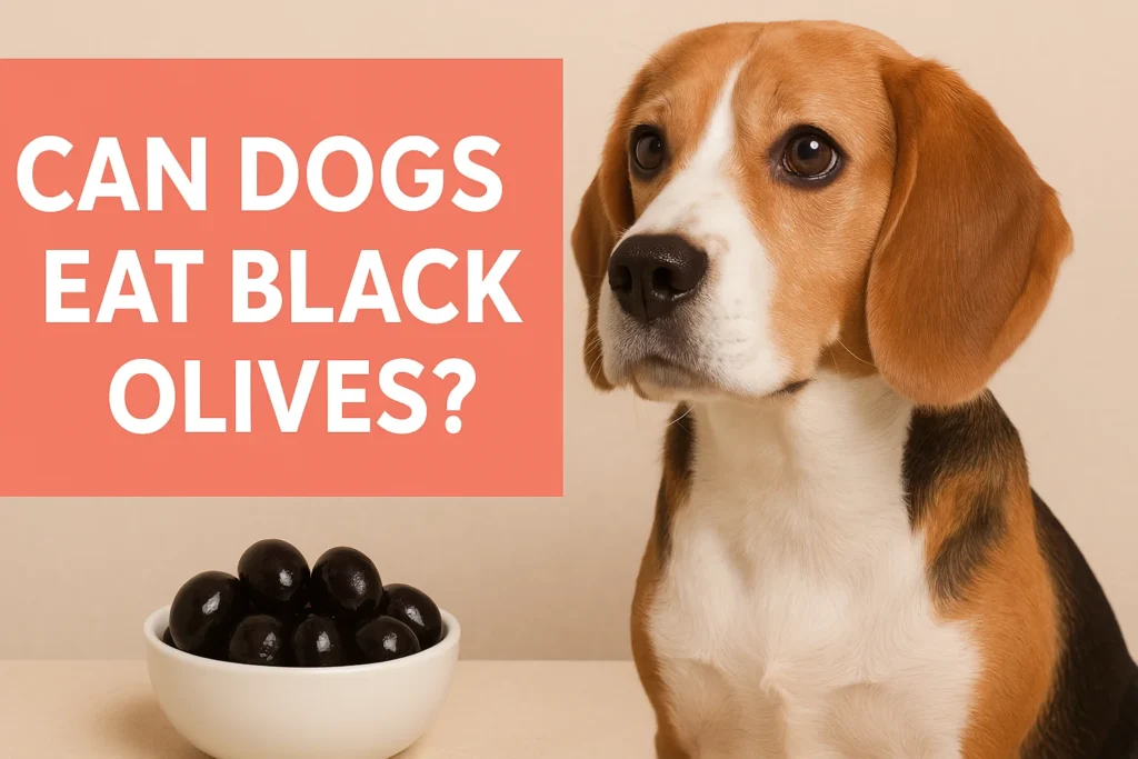 can dogs eat black olives