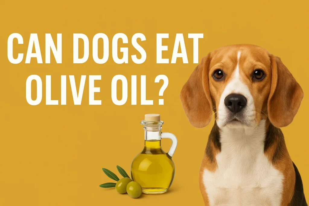can dogs eat olive oil