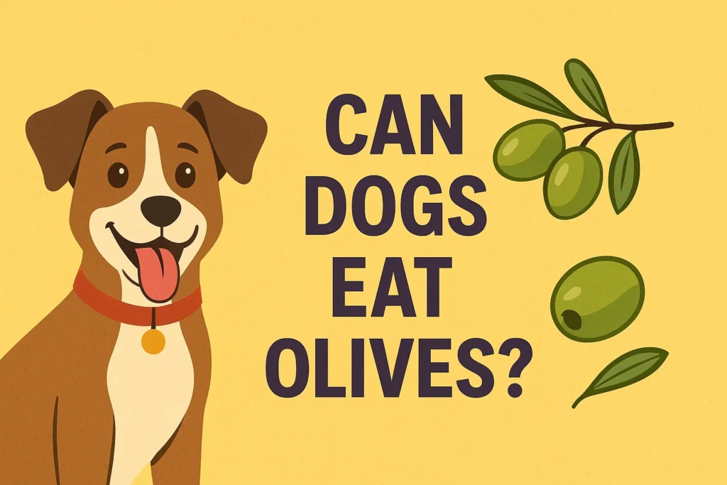 can dogs eat olives